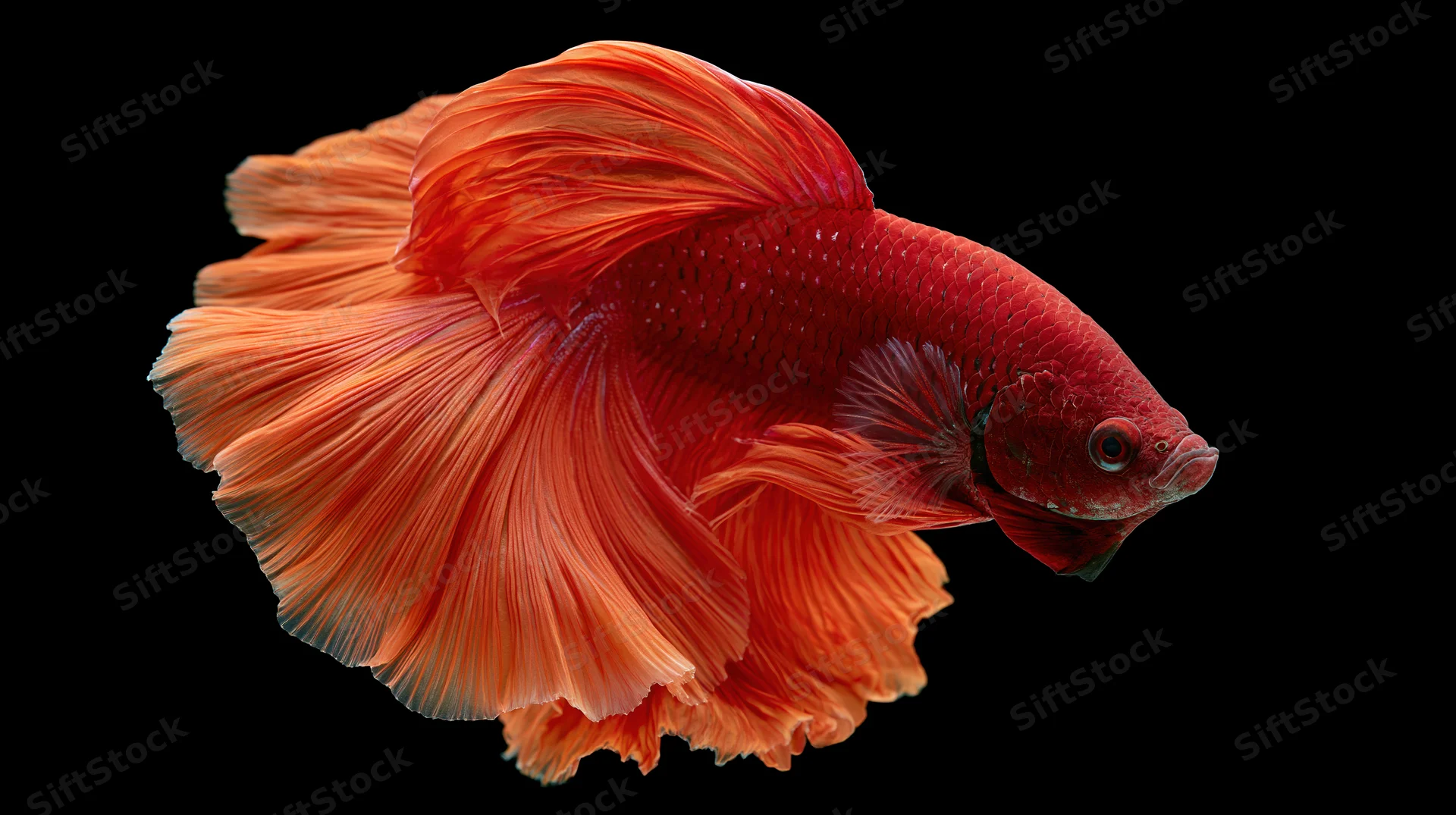 Red siamese fighting fish with flowing halfmoon tail fins isolated on black background