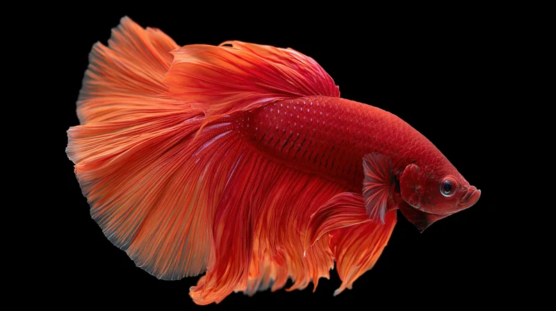 Red siamese fighting fish with flowing halfmoon tail fins isolated on black background