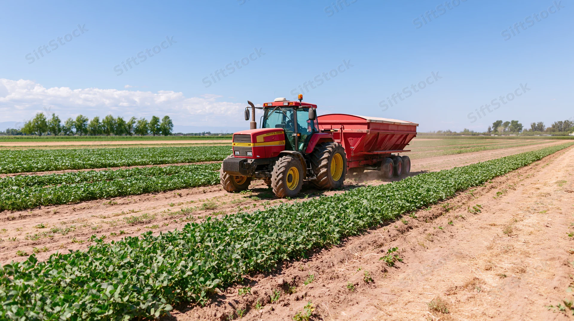Red and yellow tractor pulling a red grain trailer through a soybean field on farmland