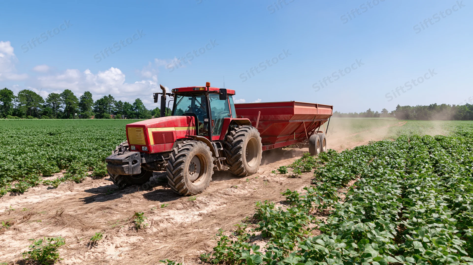 Red and yellow tractor pulling a red grain trailer through a soybean field on a sunny day