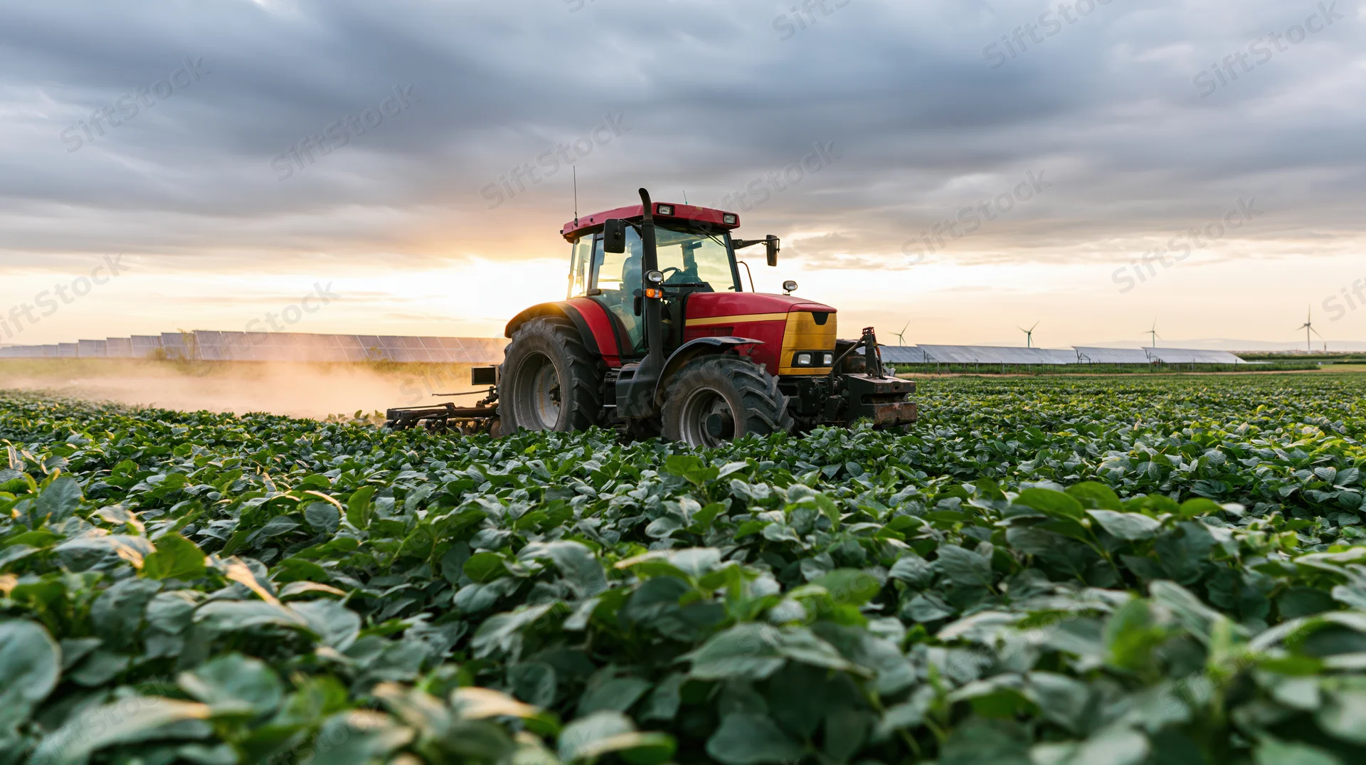 Red tractor working through dense green crop rows kicking up dust at sunset