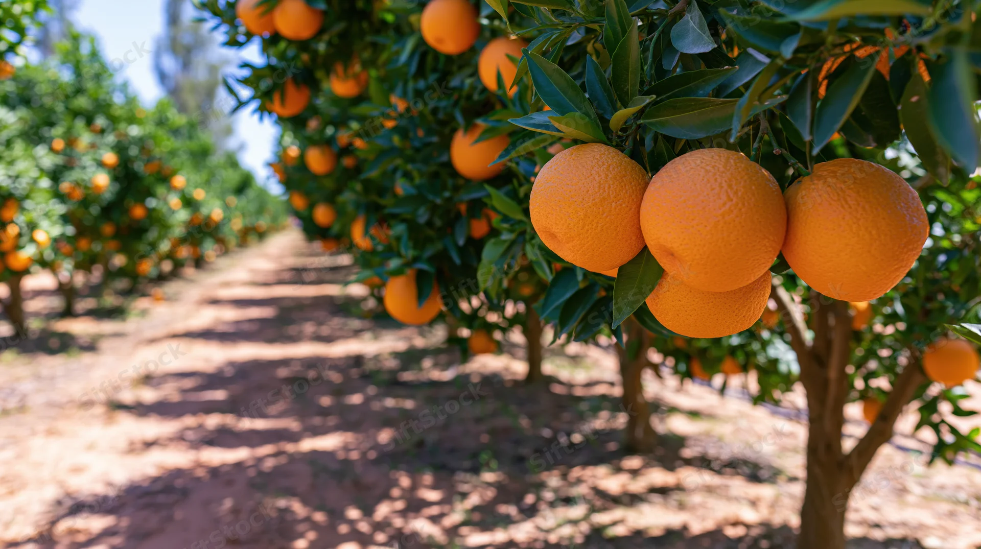 Ripe oranges hanging from branches in a citrus orchard row