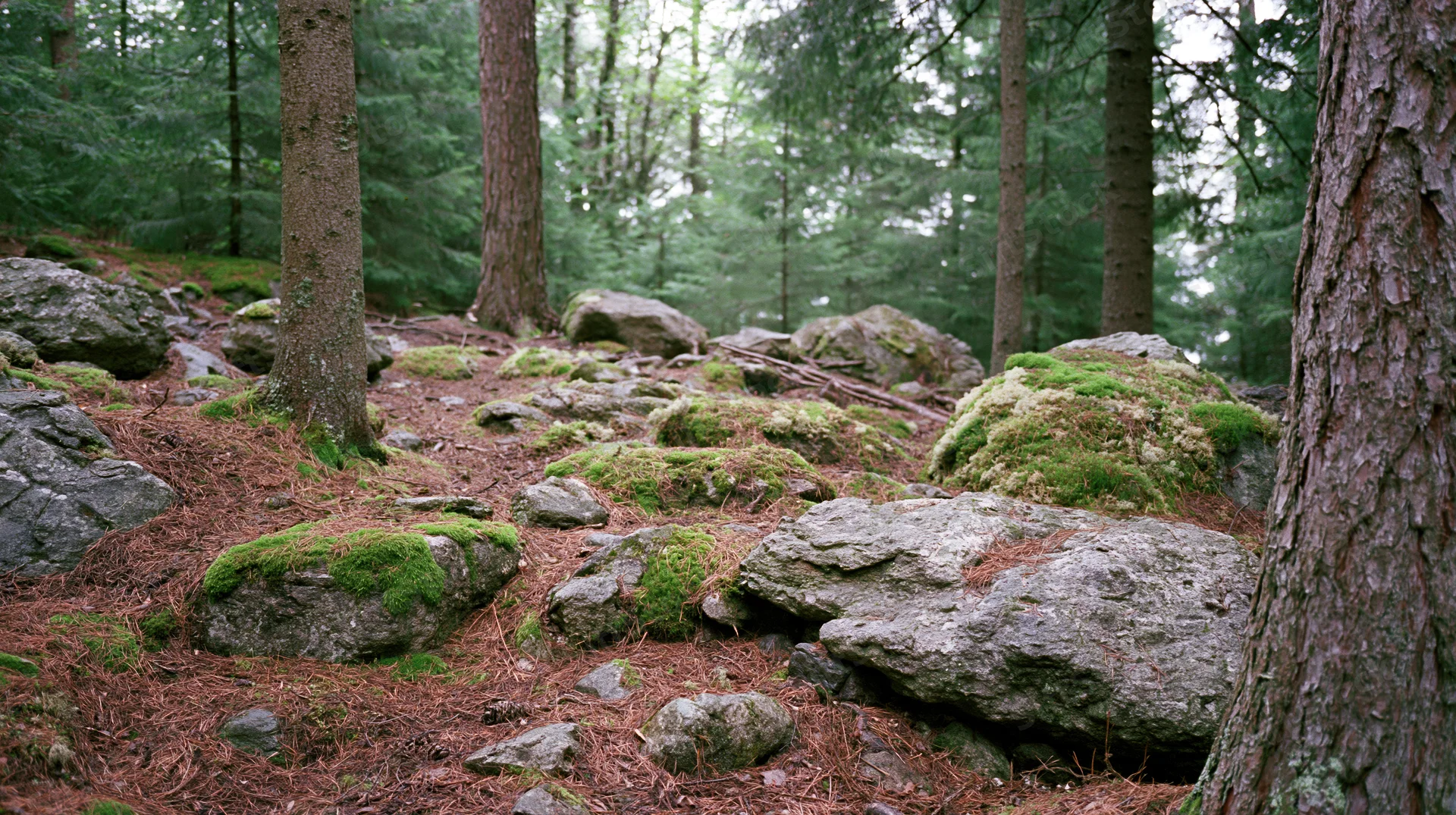 Moss-covered rocks scattered across a forest floor among pine trees