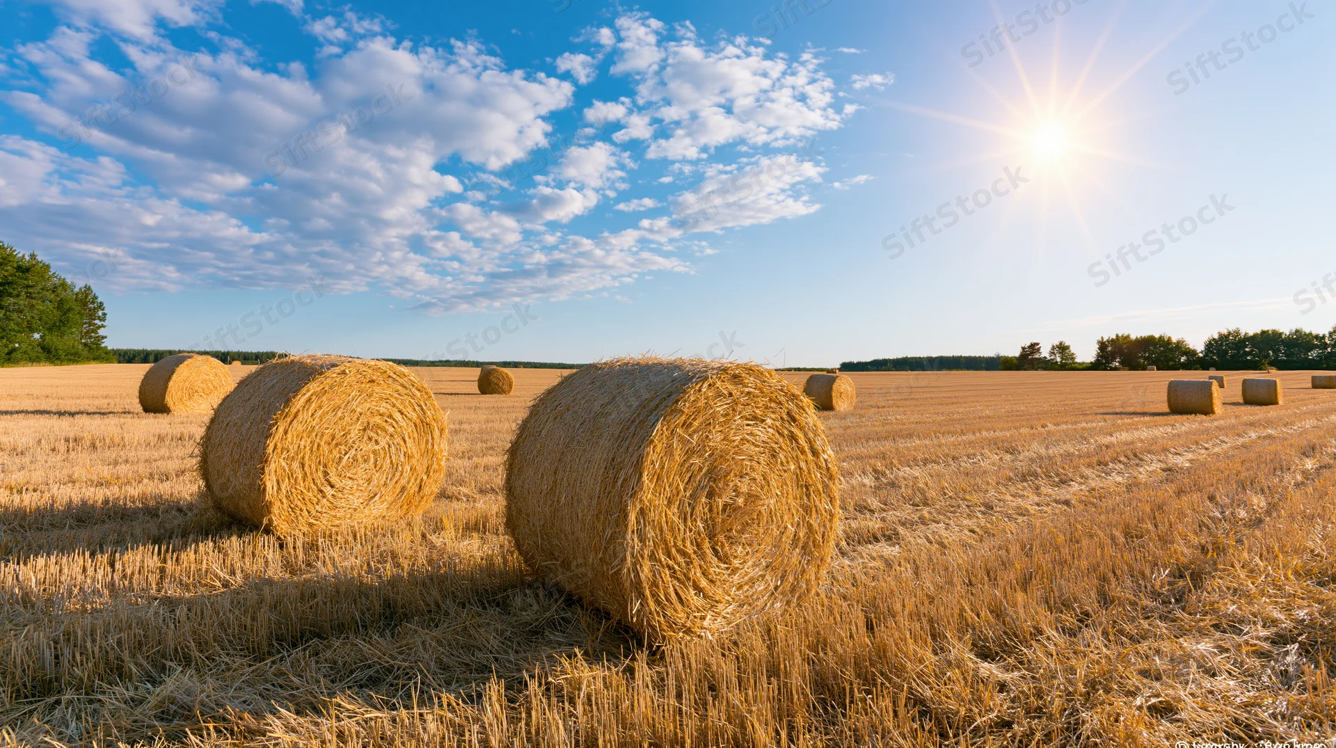 Round hay bales resting in a harvested wheat field under a bright blue sky with scattered clouds