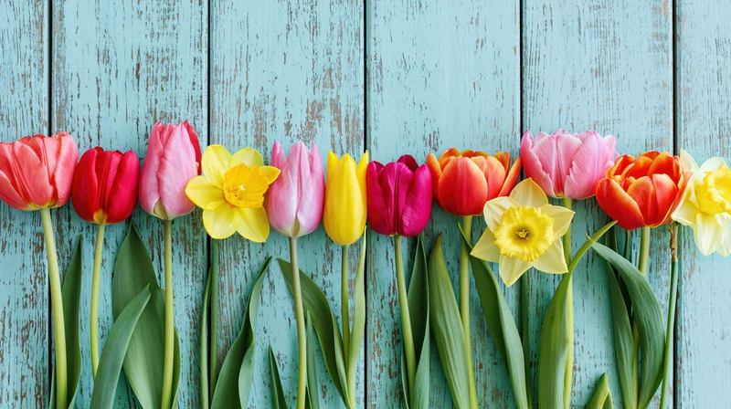 Row of colorful tulips and daffodils arranged on a weathered blue wooden surface