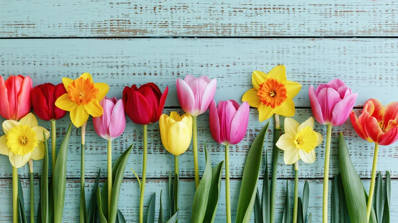 Row of colorful spring tulips and daffodils arranged on a weathered blue wooden surface