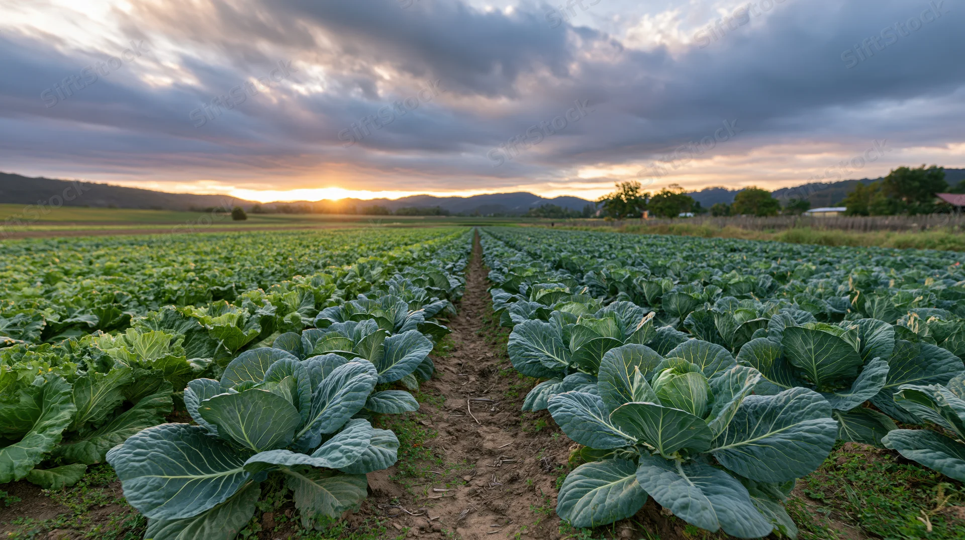 Rows of cabbage plants growing in a field at sunset with mountains in the distance