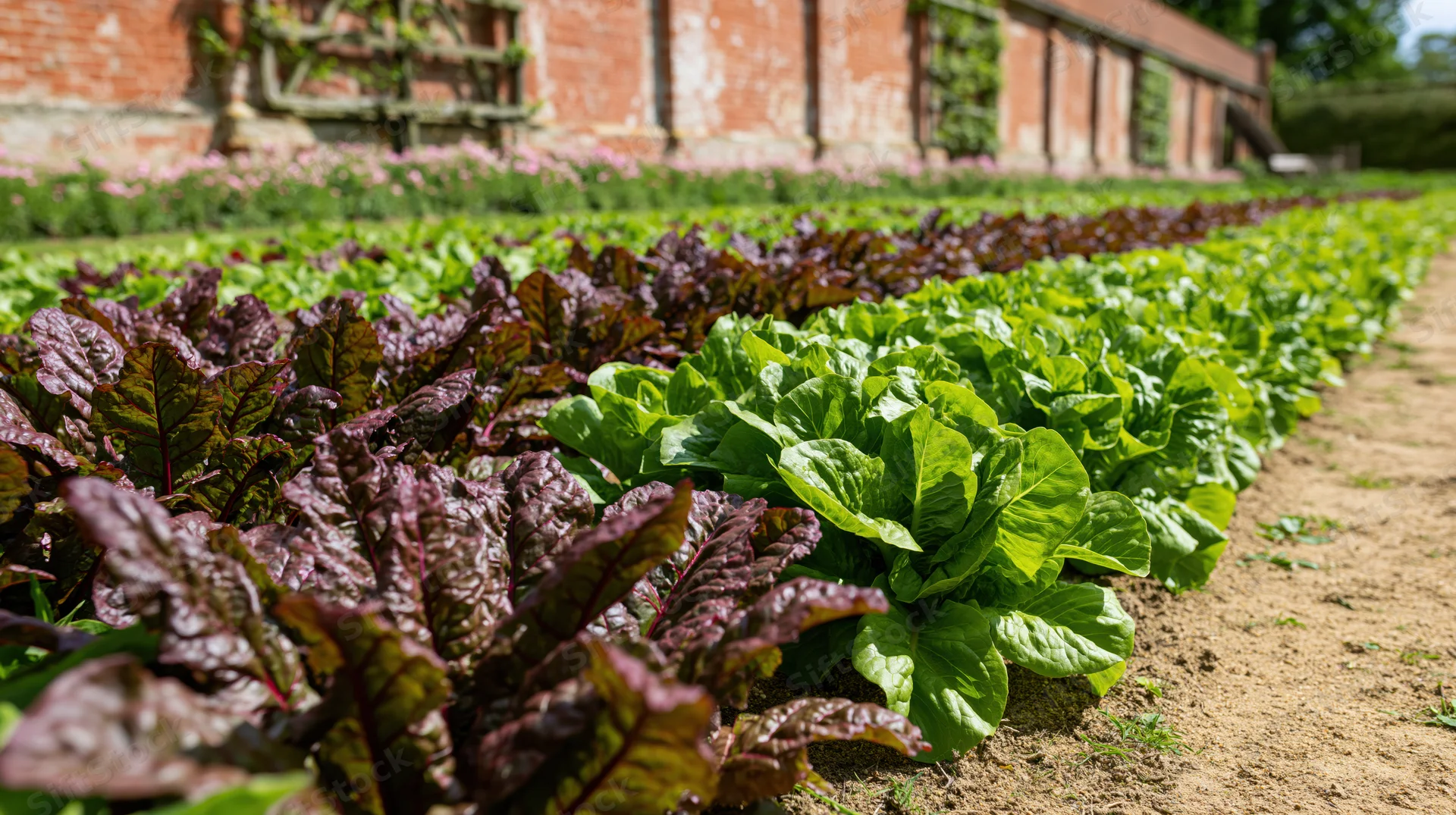 Rows of green lettuce and red-leafed chard growing in a formal garden bed beside a brick wall