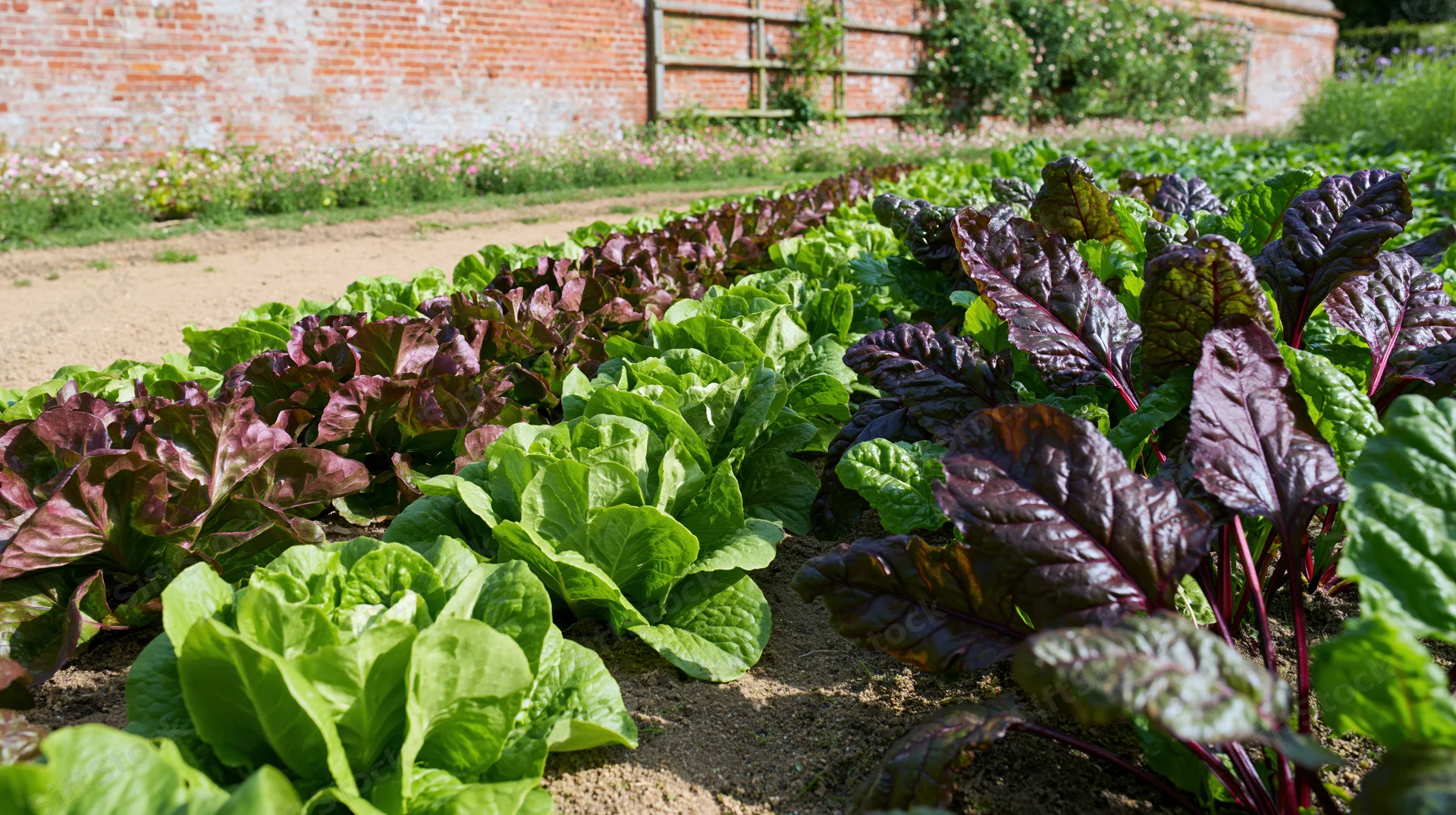Rows of green lettuce and red-leafed chard growing in a garden bed beside a brick wall