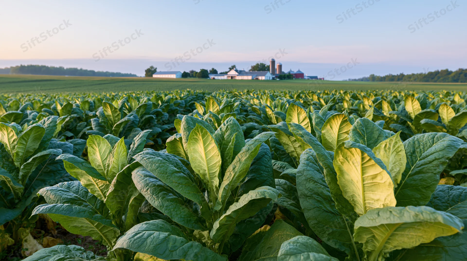 Rows of tobacco plants growing in a field with a farm and silos in the distance