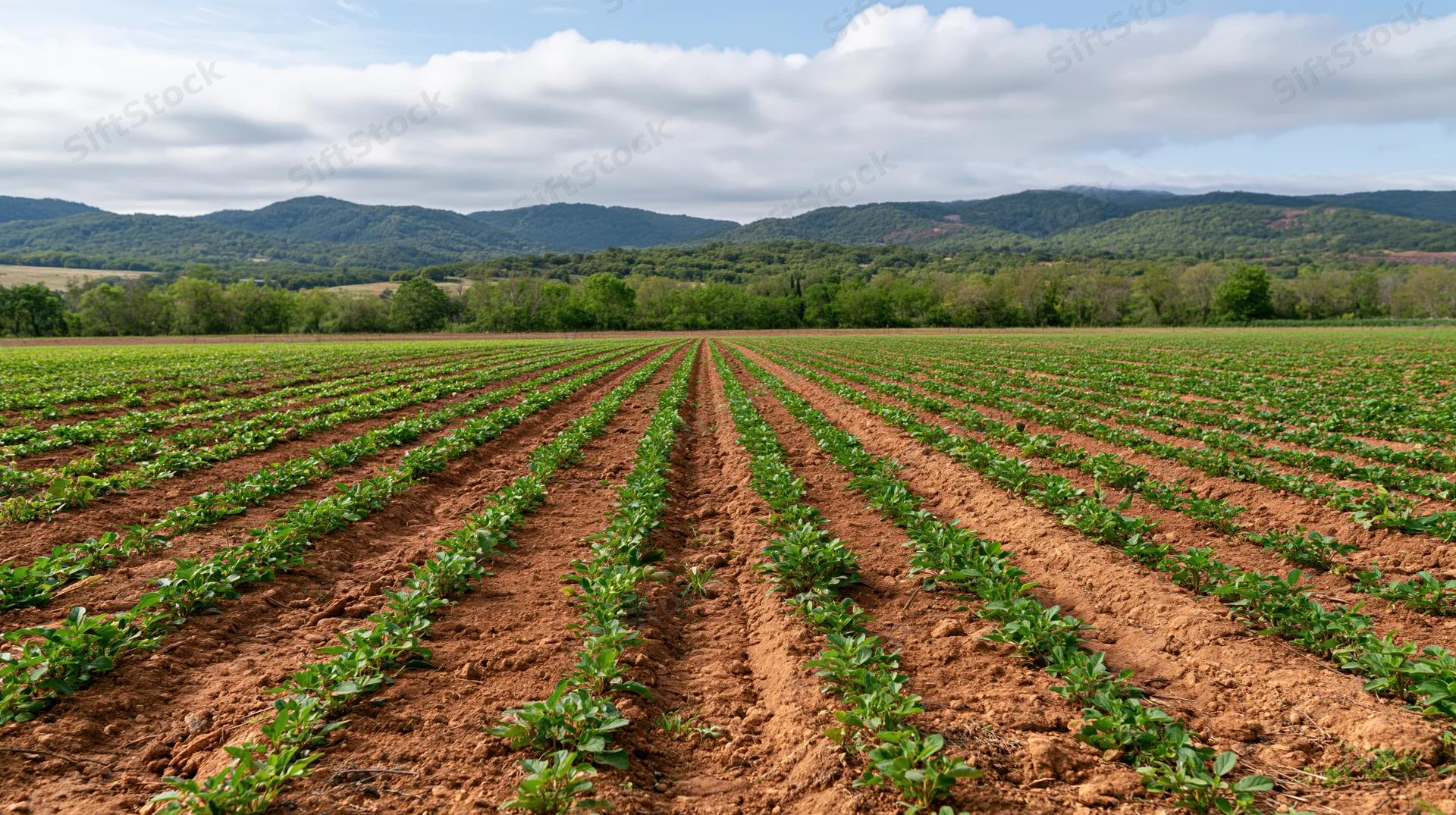 Rows of young strawberry plants growing in neat lines across a vast field with distant tree-covered hills under a partly cloudy sky