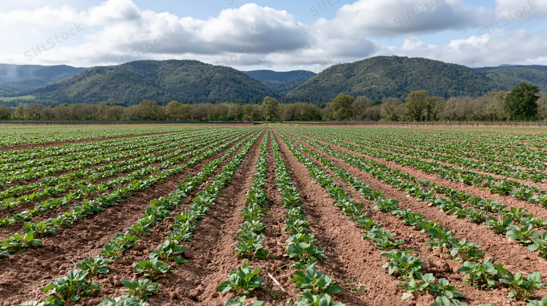 Rows of young green crops growing in neat lines across a field with hills and trees in the background