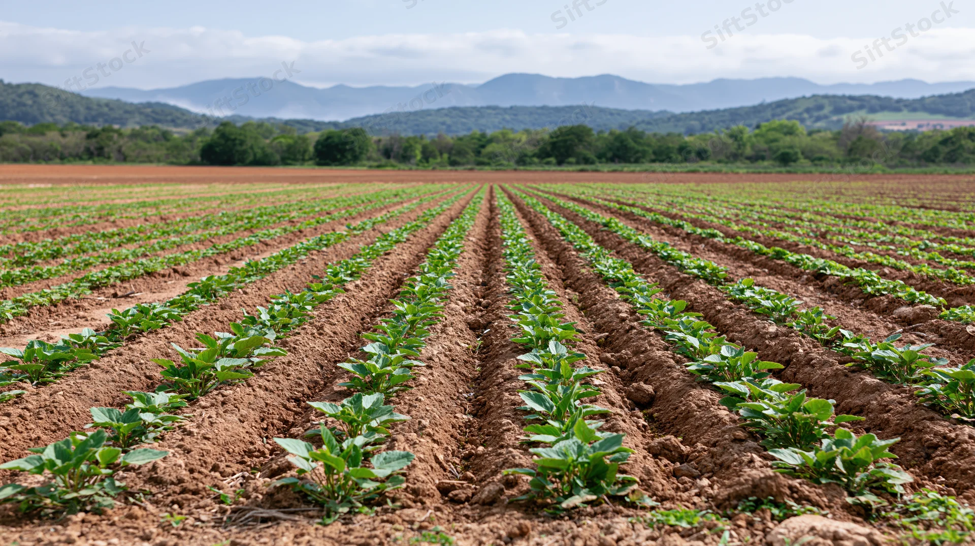Rows of young green crops growing in neat lines across a vast field with distant mountains and trees under a cloudy sky
