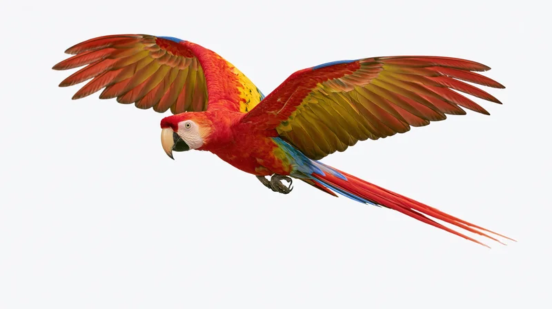 Scarlet macaw in mid-flight with wings fully spread against white background