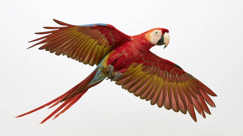 Scarlet macaw in mid-flight with wings fully spread against white background