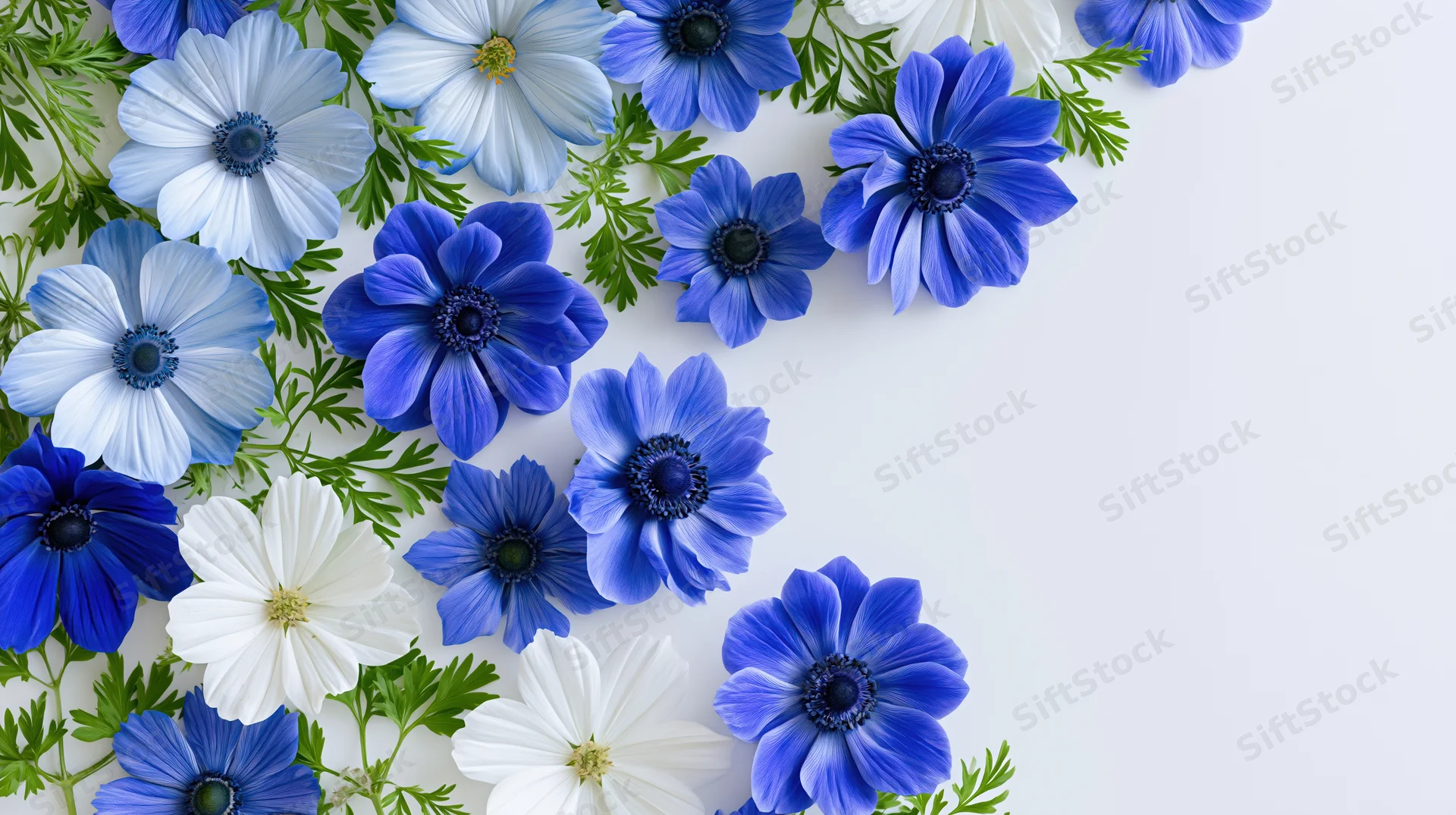 Blue and white anemone and cosmos flowers arranged with green foliage on white surface, top view with copyspace
