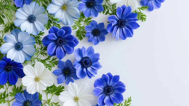 Blue and white anemone and cosmos flowers arranged with green foliage on white surface, top view with copyspace