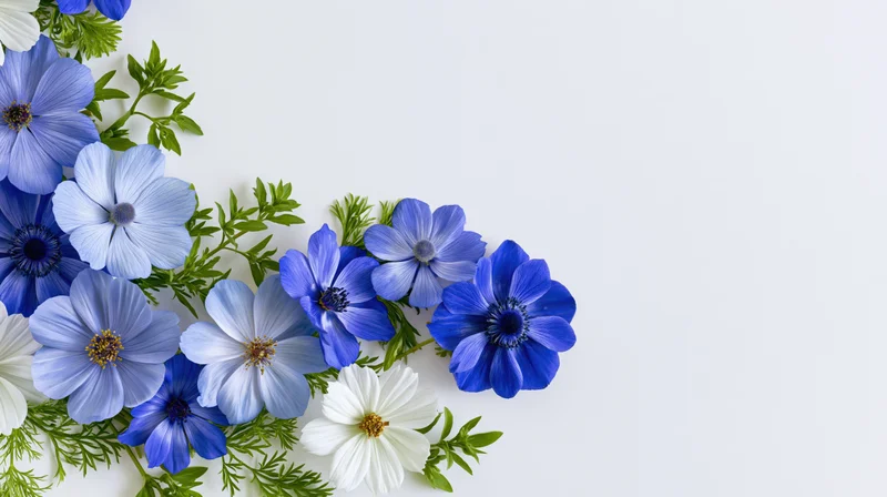 Blue and white anemone and cosmos flowers with green stems arranged in a flat lay on white background with copyspace