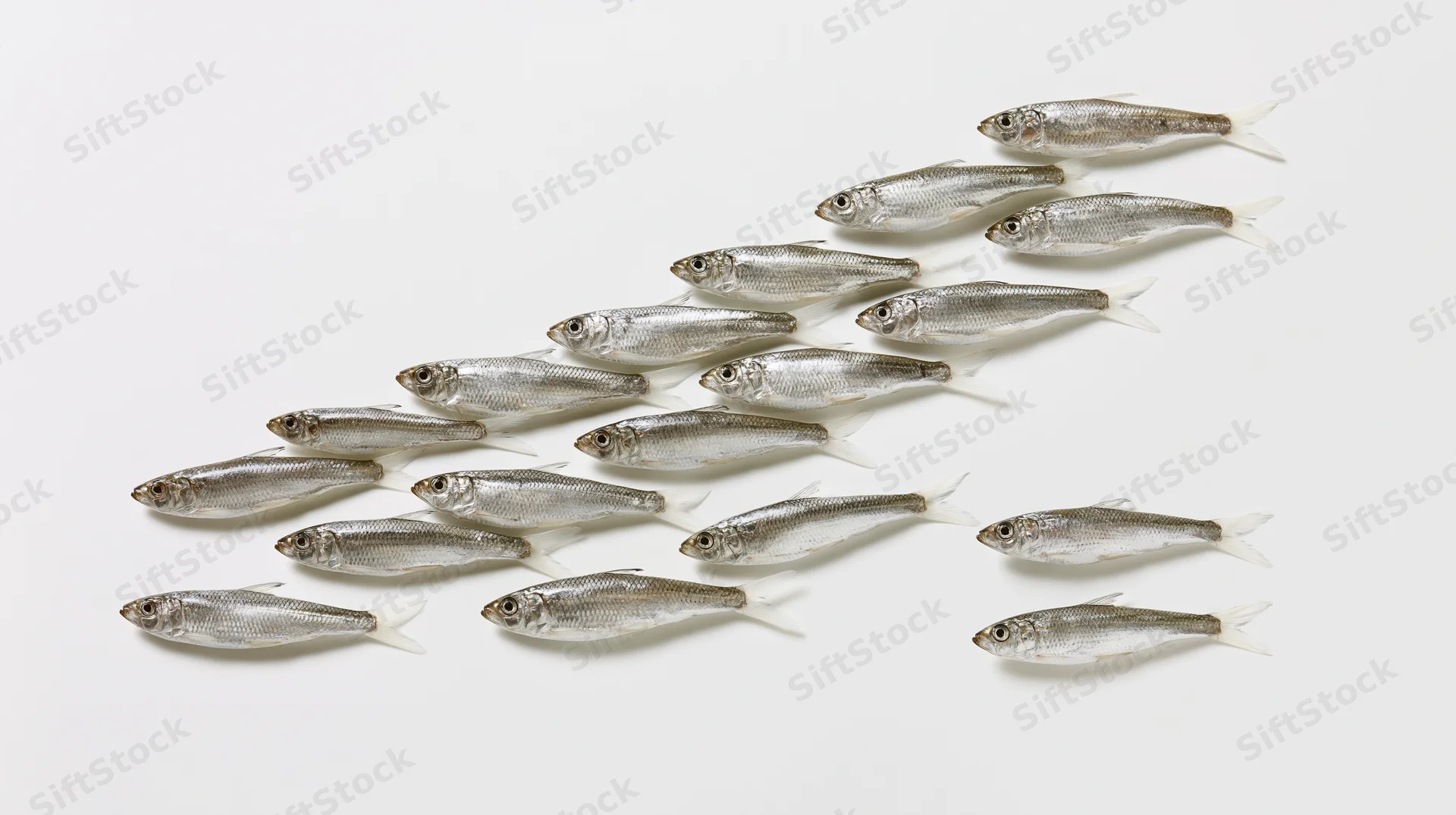 School of small silver fish swimming in diagonal formation on white background