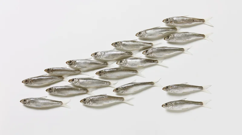 School of small silver fish swimming in diagonal formation on white background