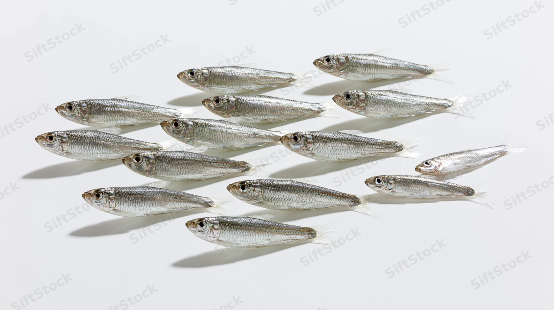 School of small silver fish swimming in diagonal formation on white background
