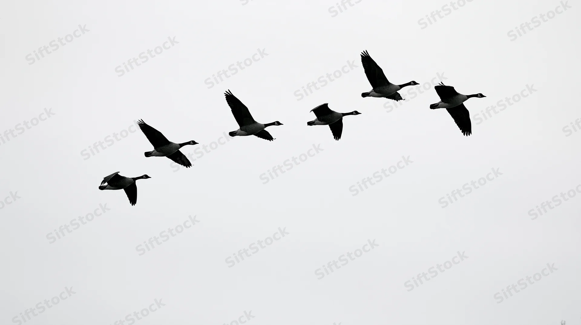 Seven geese flying in v-formation against overcast sky