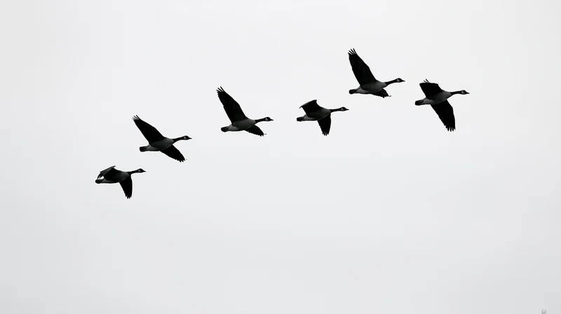 Seven geese flying in v-formation against overcast sky