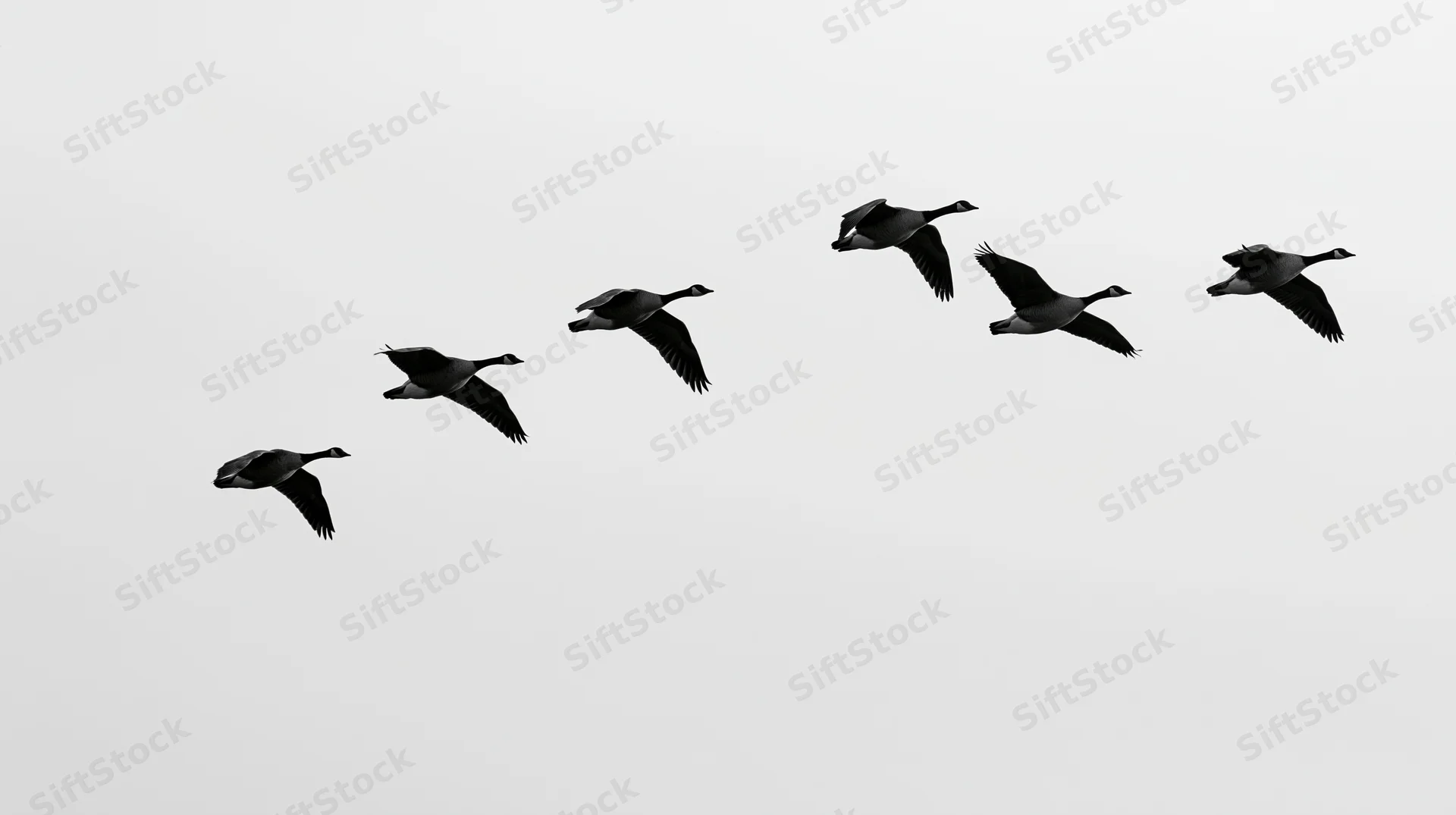 Seven geese flying in v-formation against a gray sky