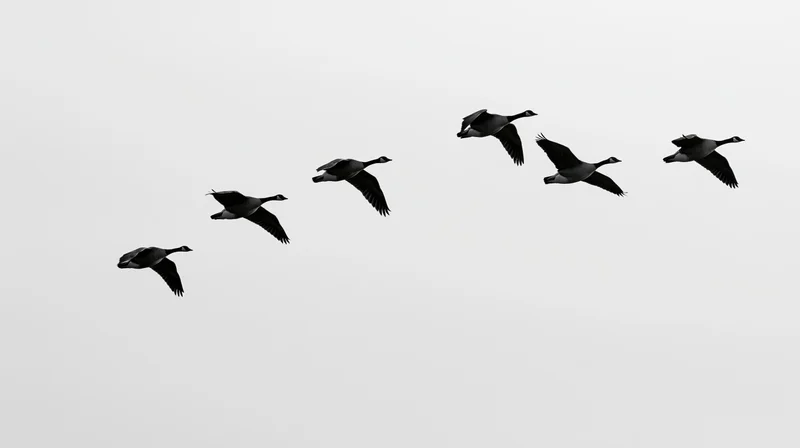 Seven geese flying in v-formation against a gray sky