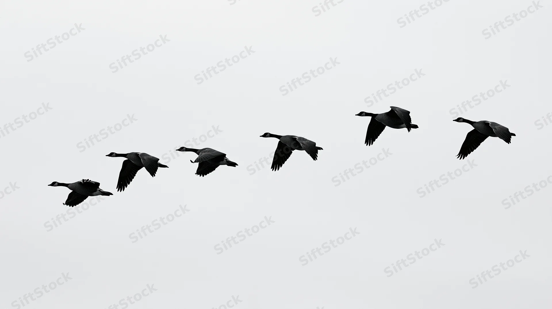 Seven geese flying in v-formation against a white sky
