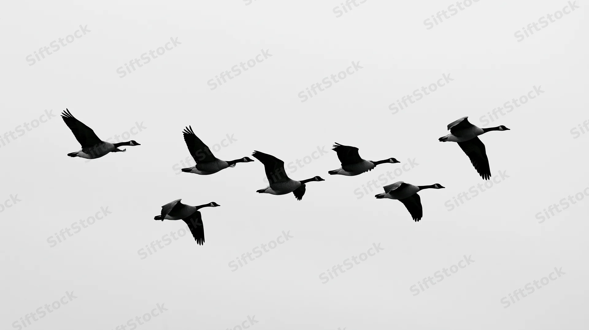 Seven geese flying in formation against a plain sky