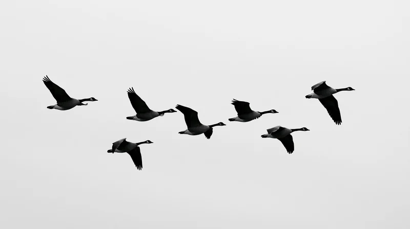 Seven geese flying in formation against a plain sky