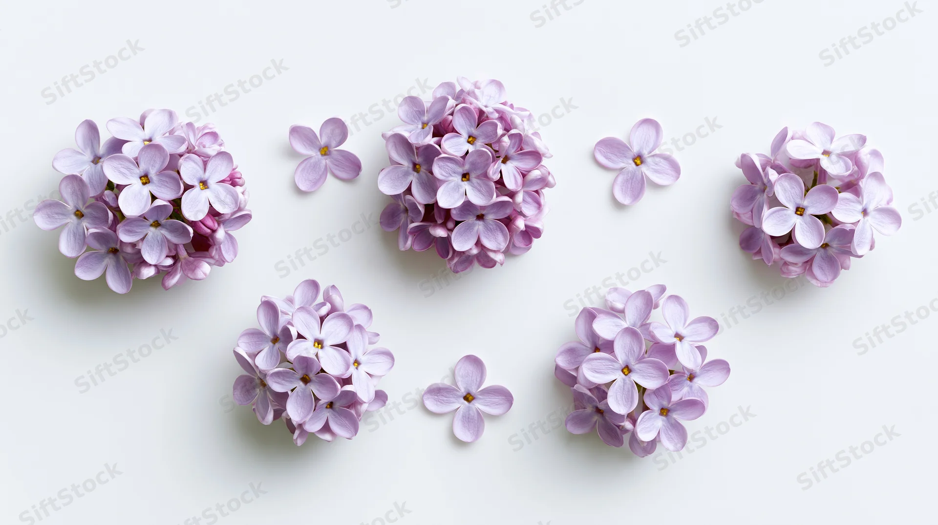Seven lilac flower clusters and single blooms arranged on a white surface in a flat lay composition