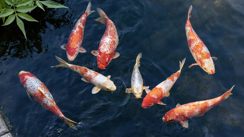 Koi fish swimming in a pond with green leaves at the edge