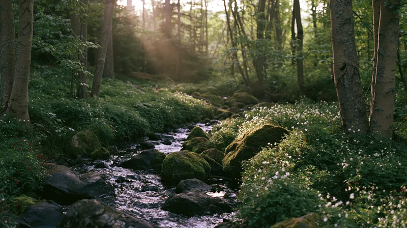 Shallow forest stream winding between mossy rocks surrounded by trees and greenery at golden hour