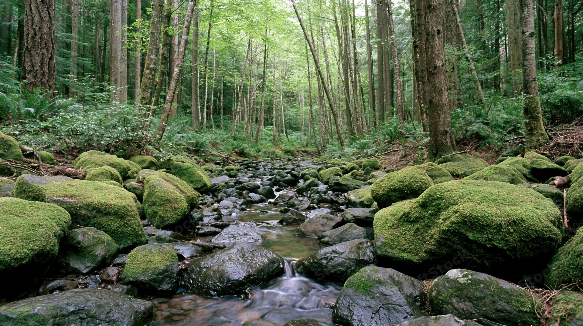 Shallow rocky stream flowing through dense temperate forest with moss-covered boulders and tall trees
