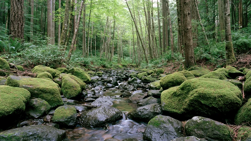 Shallow rocky stream flowing through dense temperate forest with moss-covered boulders and tall trees