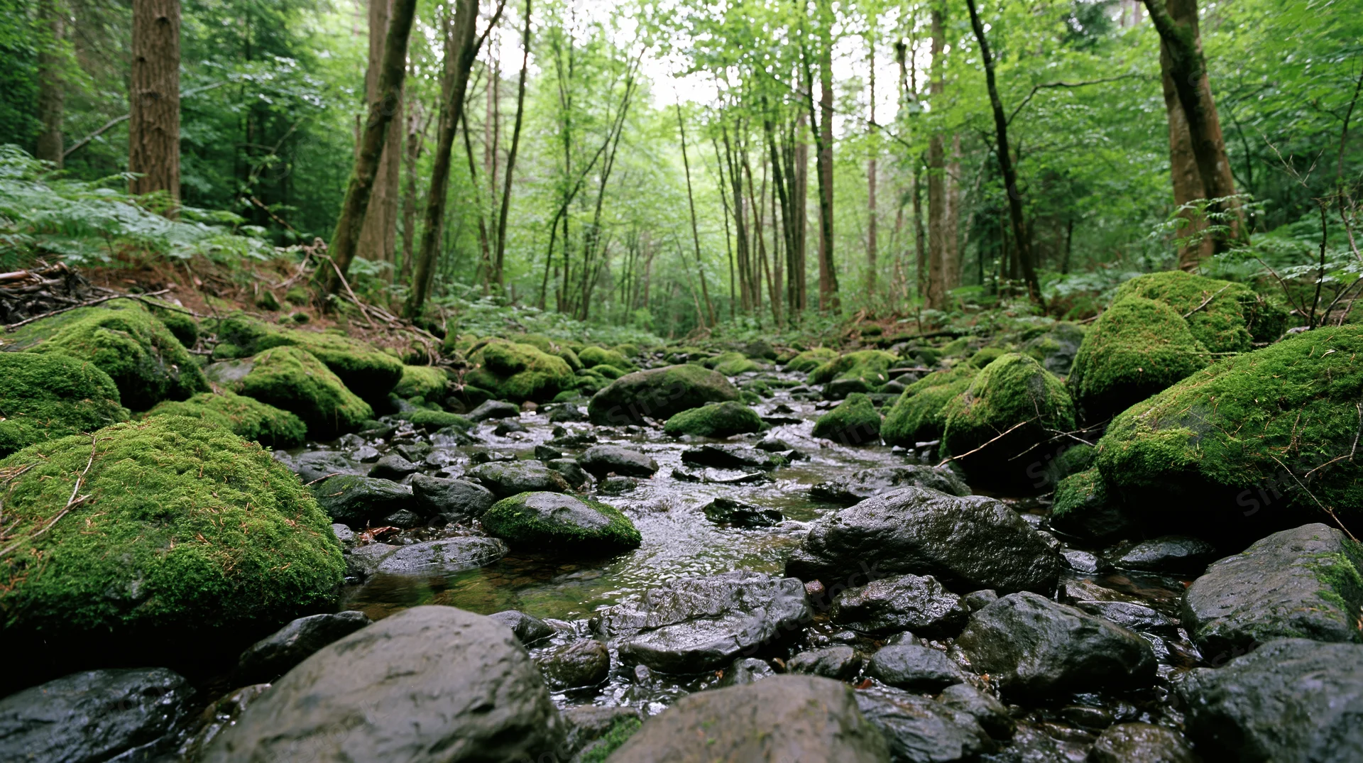 Shallow rocky stream winding through dense temperate forest with moss-covered boulders and tall trees