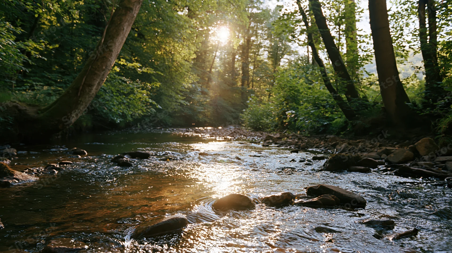 Shallow stream flowing over smooth rocks through a sunlit woodland forest