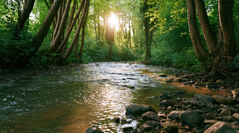 Shallow stream flowing over smooth rocks through a sunlit woodland forest