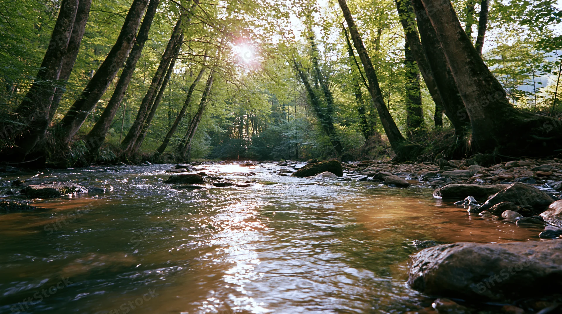 Shallow stream flowing over rocks through a sunlit forest
