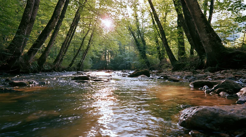 Shallow stream flowing over rocks through a sunlit forest