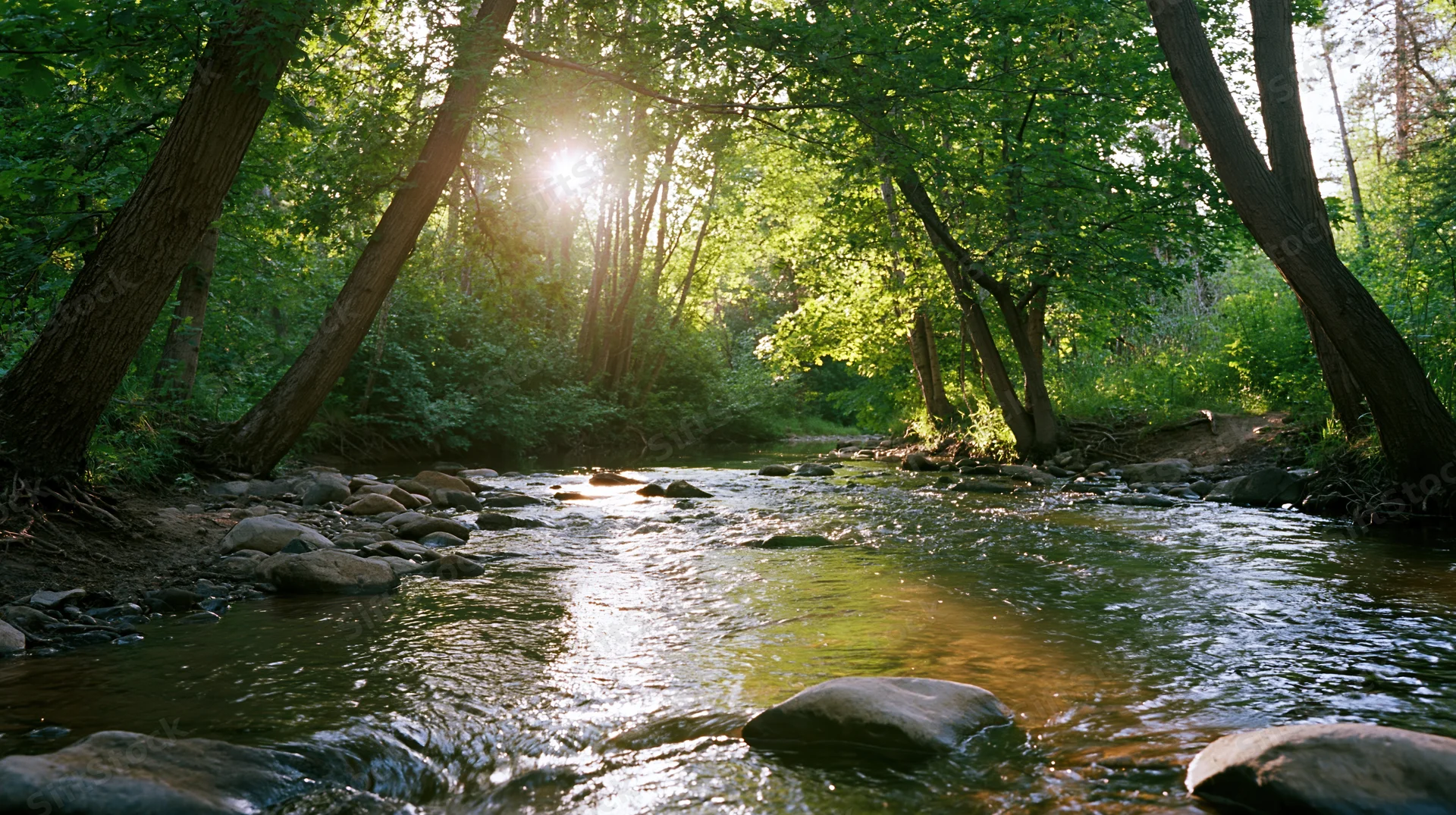 Shallow stream flowing over smooth rocks through a sunlit forest canopy