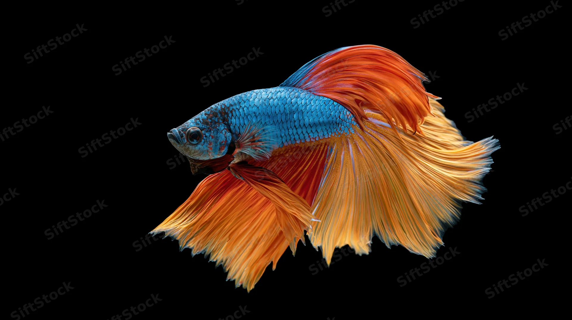 Siamese fighting betta fish suspended midwater with flowing blue and orange fins against black background
