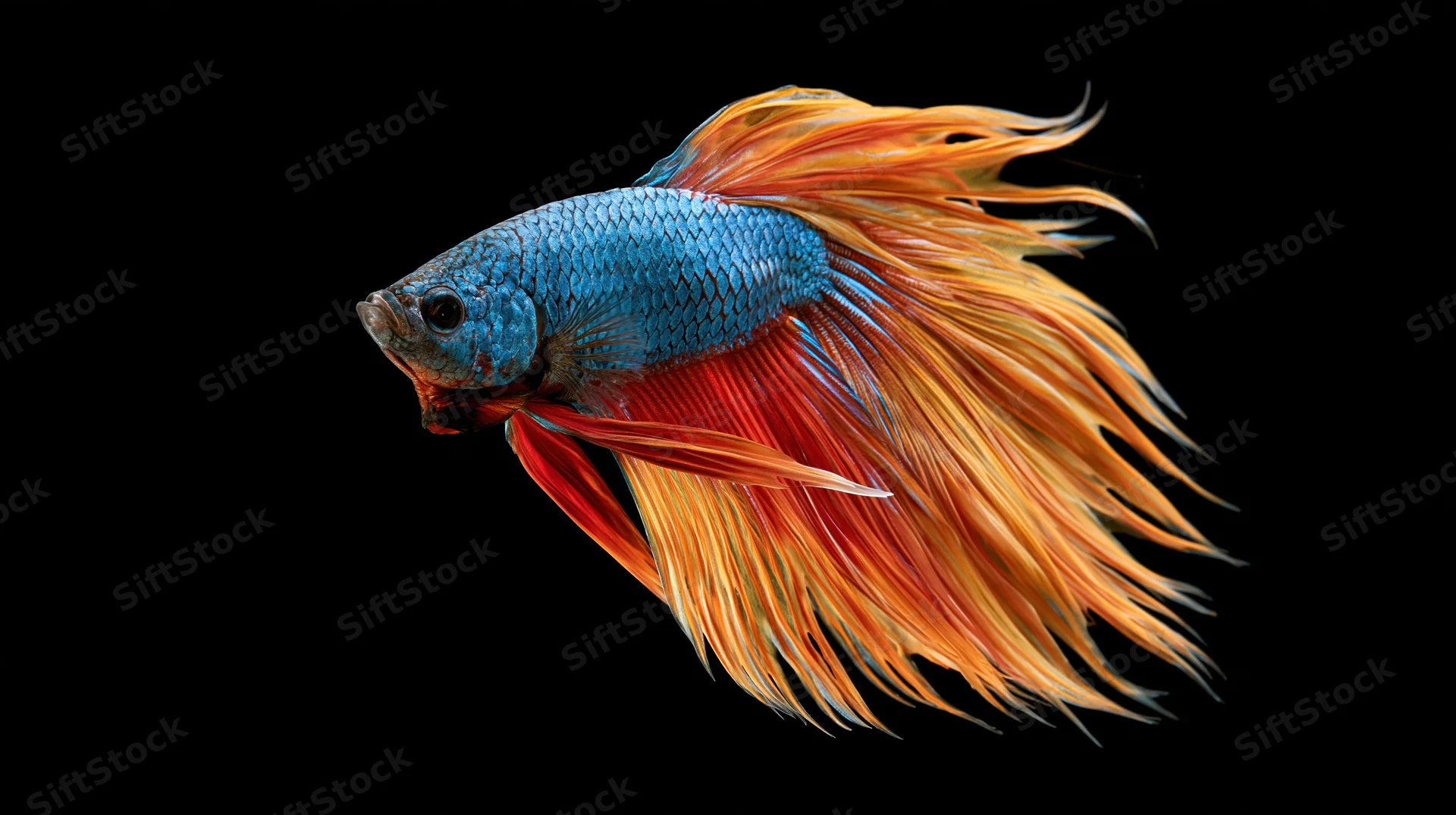 Siamese fighting betta fish suspended midwater with flowing blue and orange fins against black background