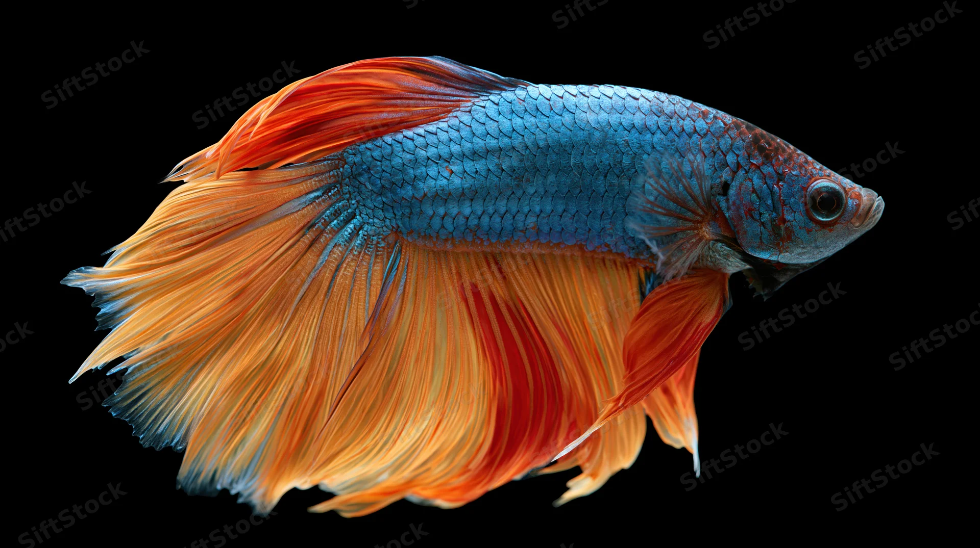 Siamese fighting betta fish suspended midwater with vibrant blue body and flowing orange fins against black background