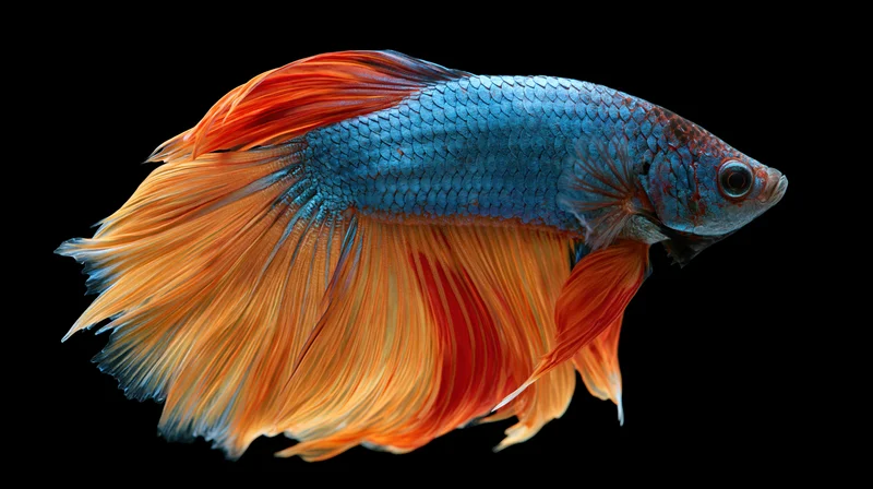 Siamese fighting betta fish suspended midwater with vibrant blue body and flowing orange fins against black background