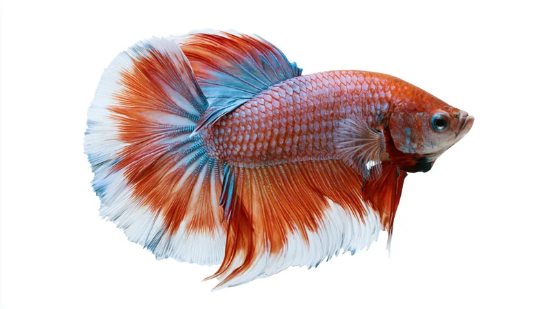 Siamese fighting fish swimming in profile full body visible against white background