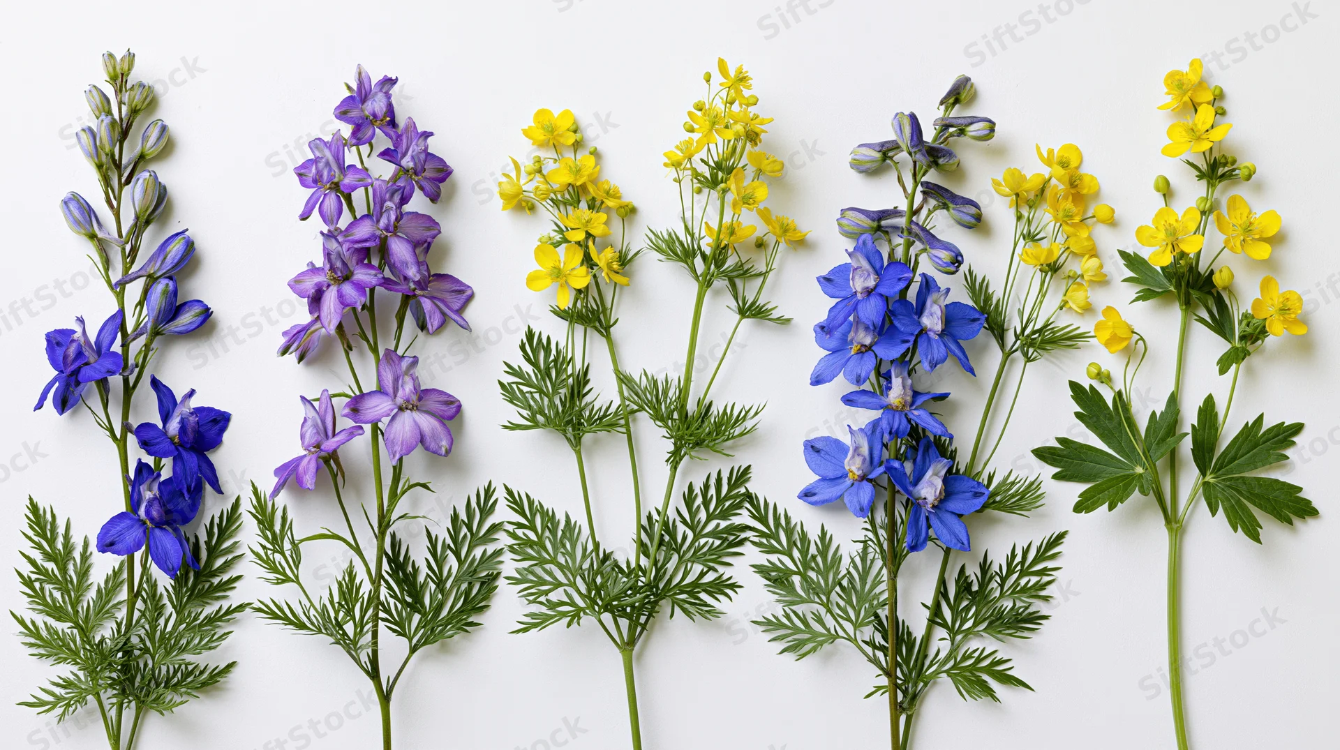 Six wildflower stems arranged in a row against a white background
