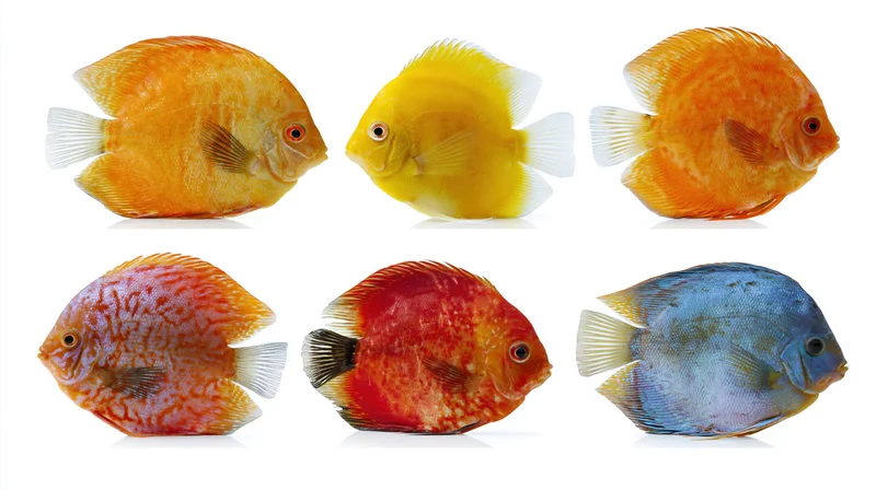 Six discus fish specimens arranged in two rows on white background